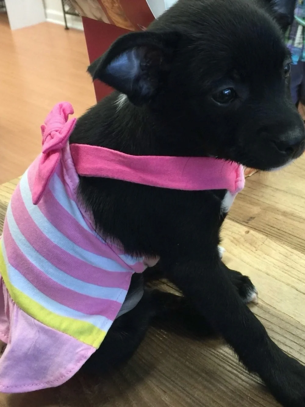 Pink Stripe Dog Sundress with Bow XSmall